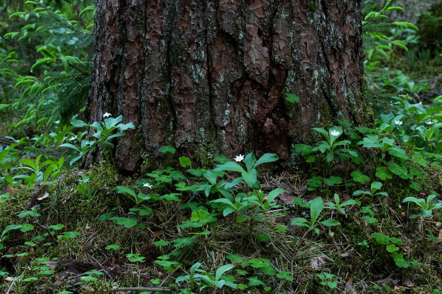 Valgeid metsaõisi jagub suve esimesse pooldegi.