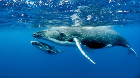 ВИДЕО ⟩ Послушайте, как звучит первый в мире разговор между китами и людьми