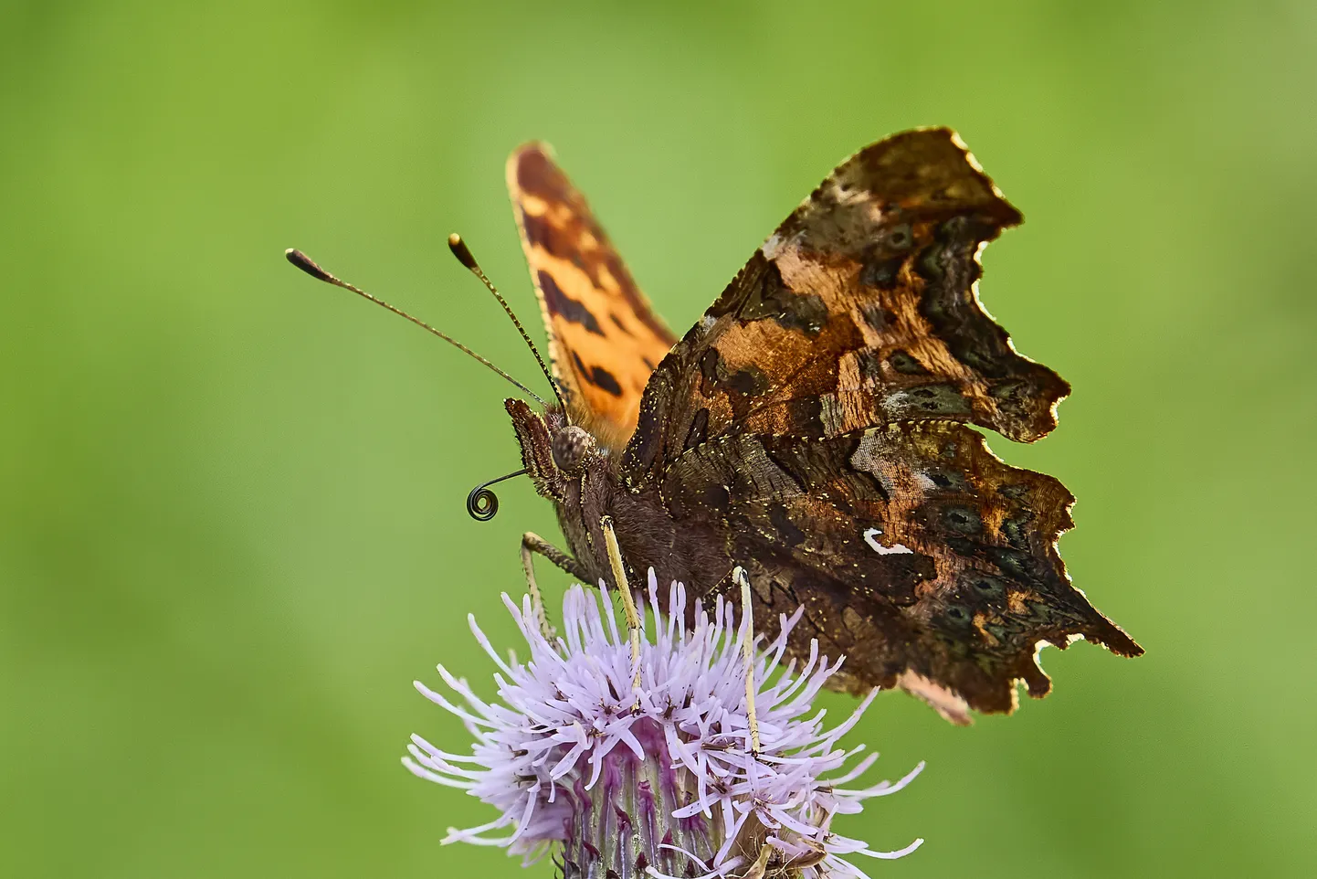 Väike-kärbtiib Polygonia c-album on oma nime saanud tagatiibade alaküljelt paistva c-tähe kuju järgi. Tema tiibade ülakülg on tumedate laikudega mõõdukalt kontrastne ja silmatorkav. Tiibade alakülg seevastu sarnaneb kuivanud lehega.