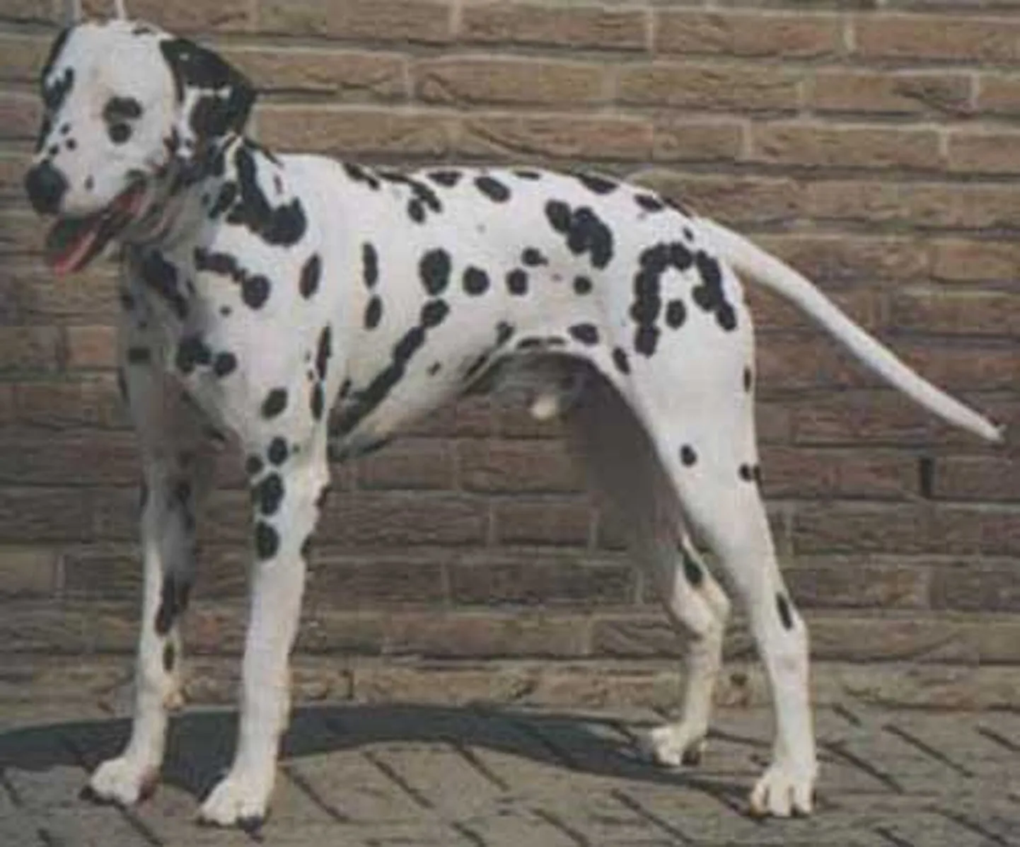 Raksta foto