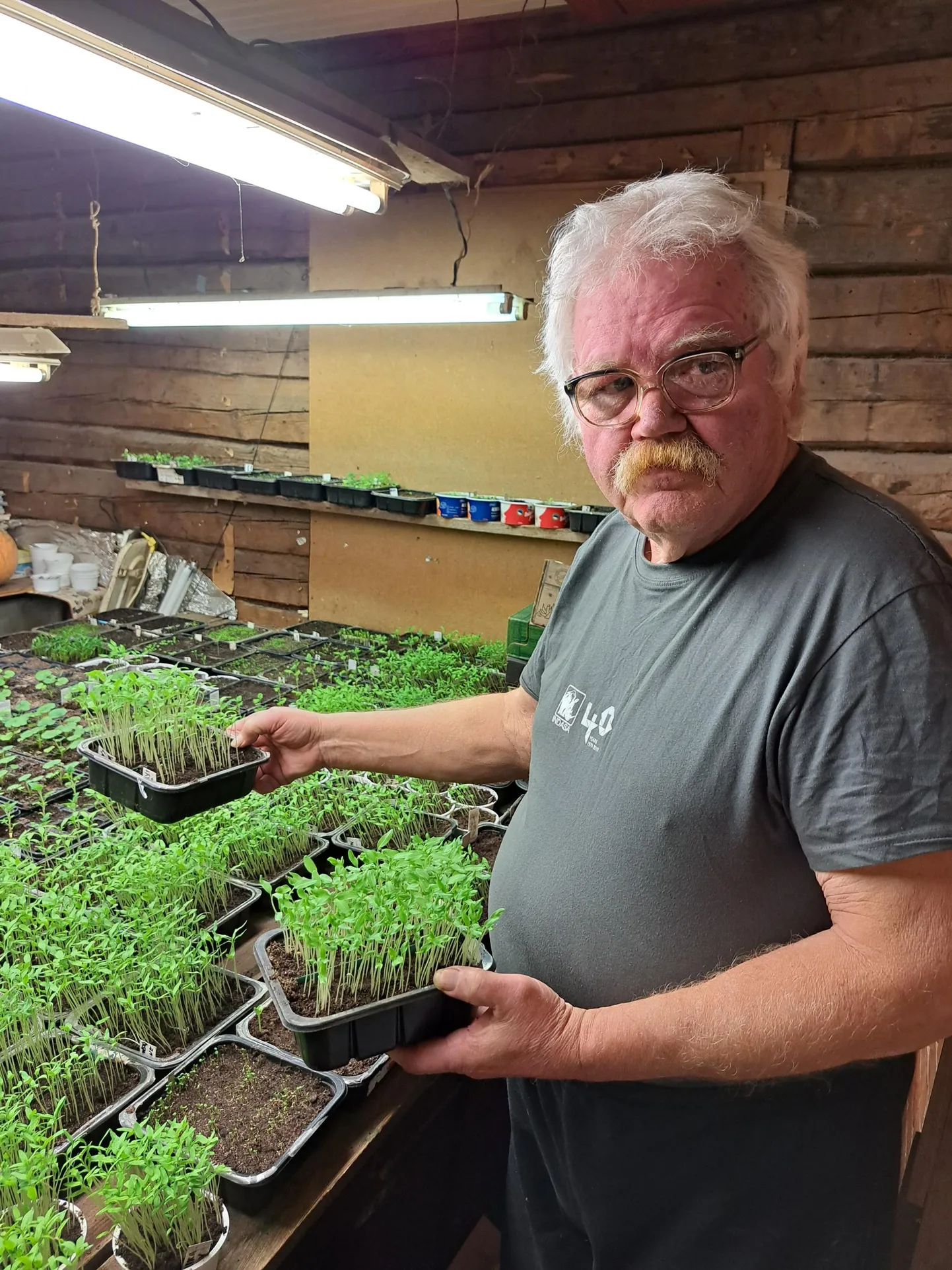 Vello Peitong oma tomatitega. Lisaks muule tarkusele, mis aastatega kogunenud, on Peitong kindel, et tomat annab hea saagi siis, kui teda kiita.