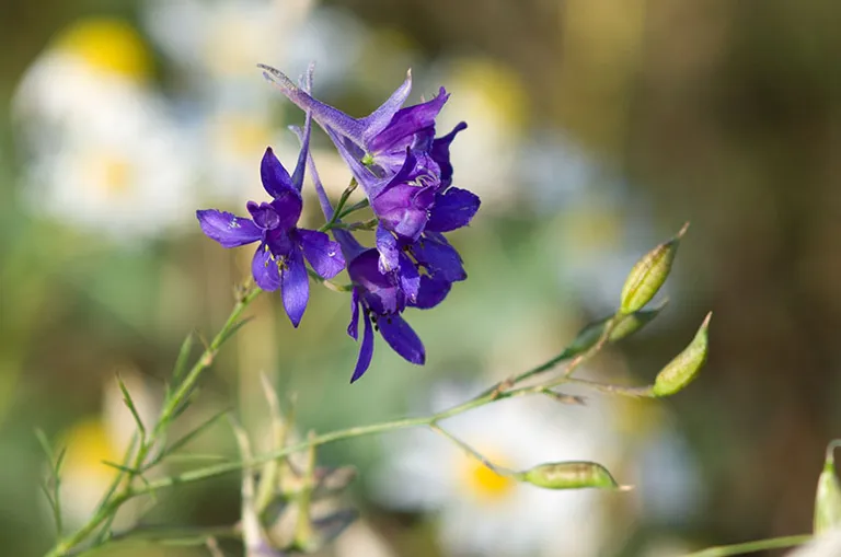 Tīruma zilausis (Consolida regalis).\n