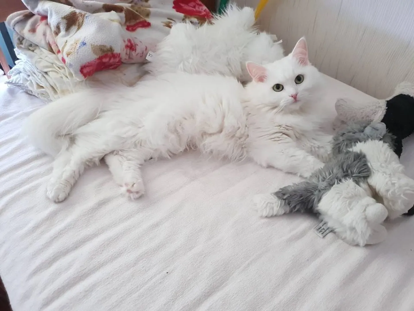 Artikli foto
