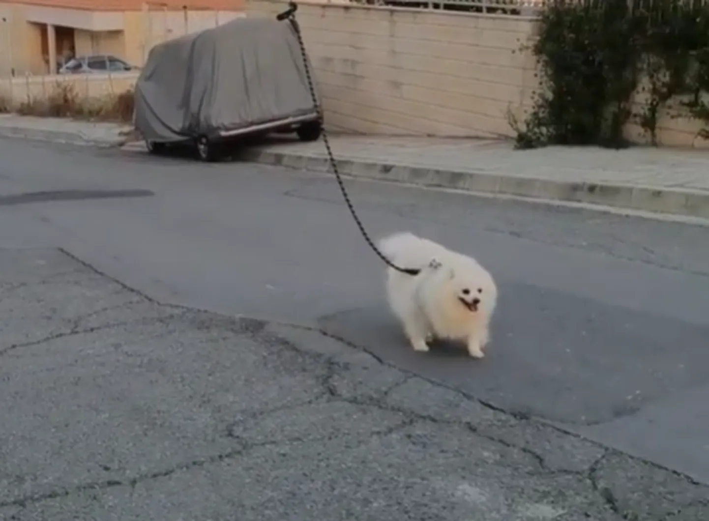 скрин видео