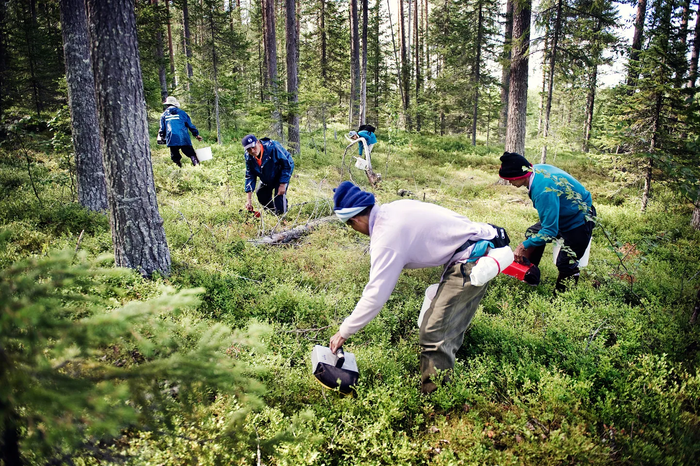 Soome metsades korjab marju rekordarv tailasi