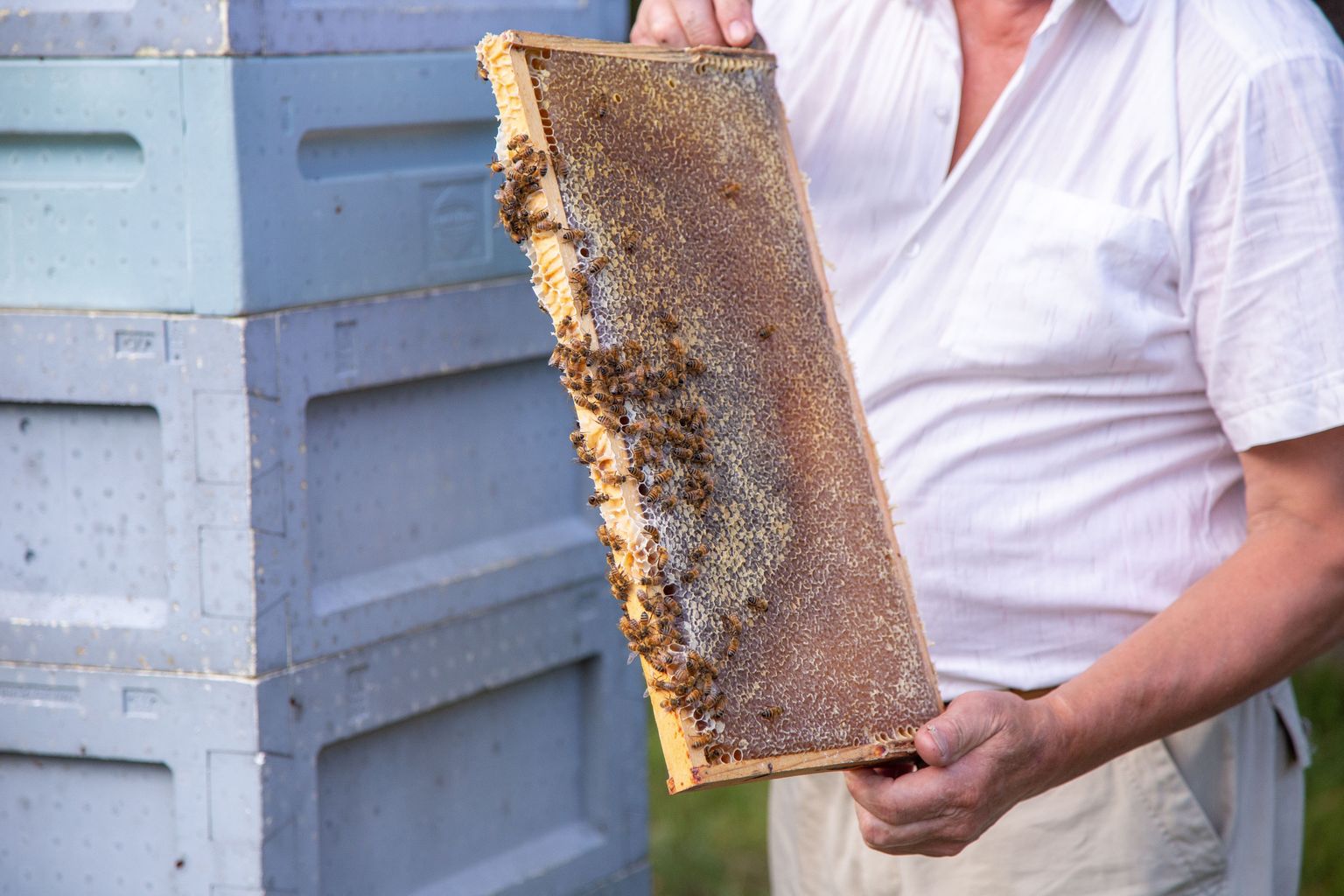 Järvamaal mesilasi pidav Lembit Liin tõdeb, et tänavusel kuumal suvel tuleb mesilastele appi tõtata.