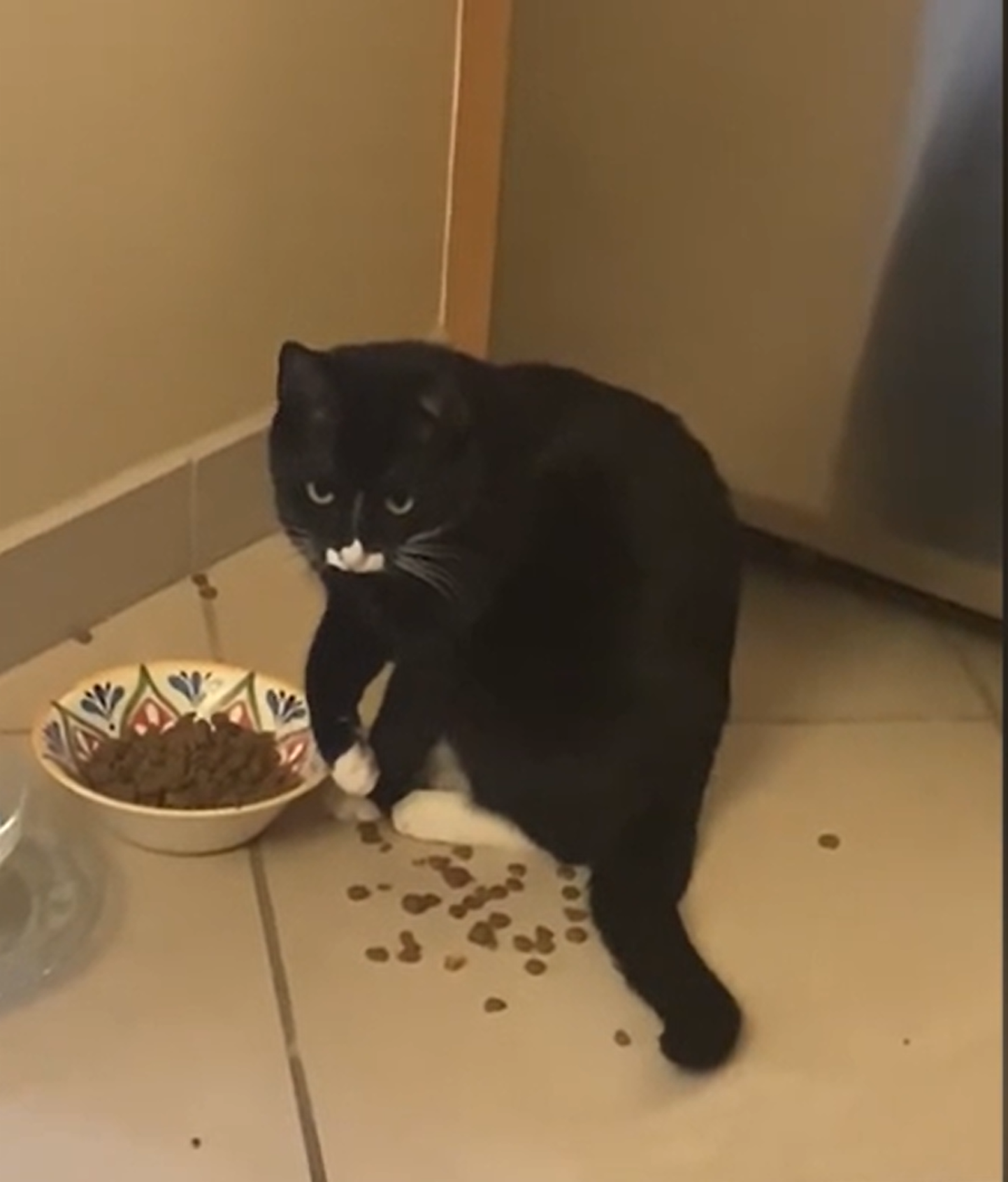 Разочарованная кошка. Скриншот из видео.