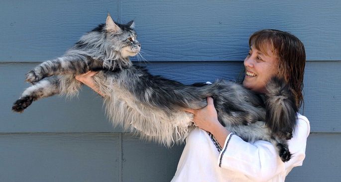 Maine Coon