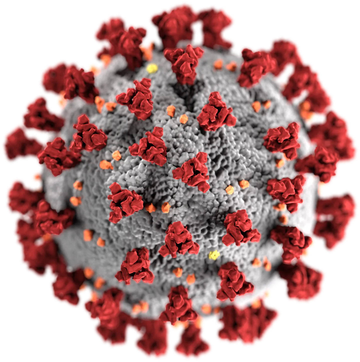 SARS CoV-2 viirus