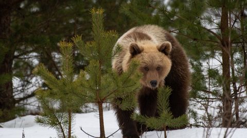 На трассе Таллинн — Вильянди любопытный медвежонок наблюдал за движением автомобилей
