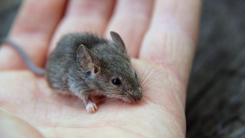 Teadlased selgitasid välja, millest hiired piiksuvad