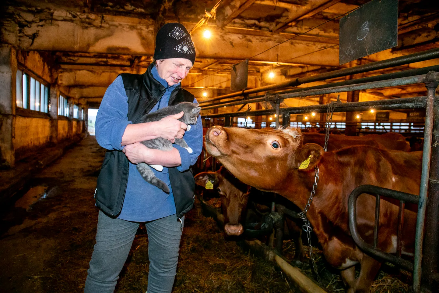 „Maatõug mulle meeldis ja on jäänud, lõin selle farmi pidamisega perele kodu lähedal töökohad,ˮ ütleb Sirje Treumuth, kes peab maatõugu eliitklassi farmi Kaansoo külas.