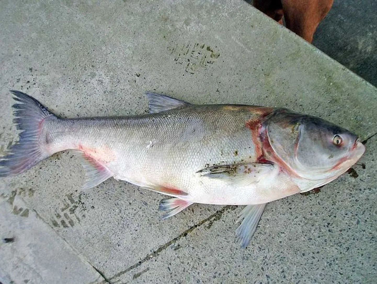 Pakslaup (Hypophthalmichthys molitrix)