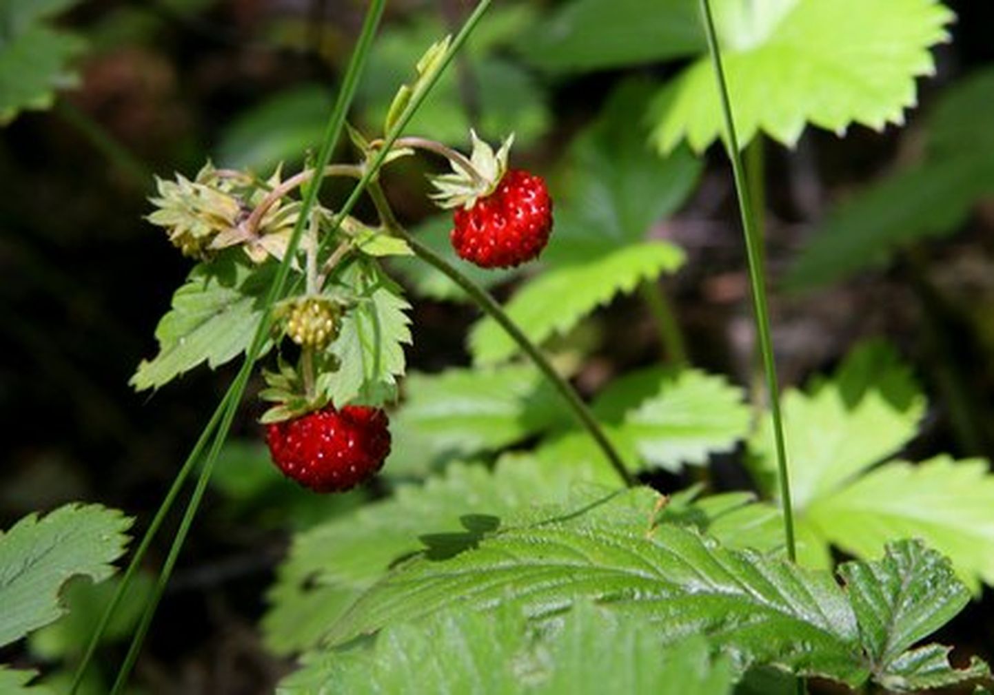 Esimesed metsmaasikaõied võttis ära öökülm, nii ongi maasikaaeg lükkumas jaanijärgsesse aega.