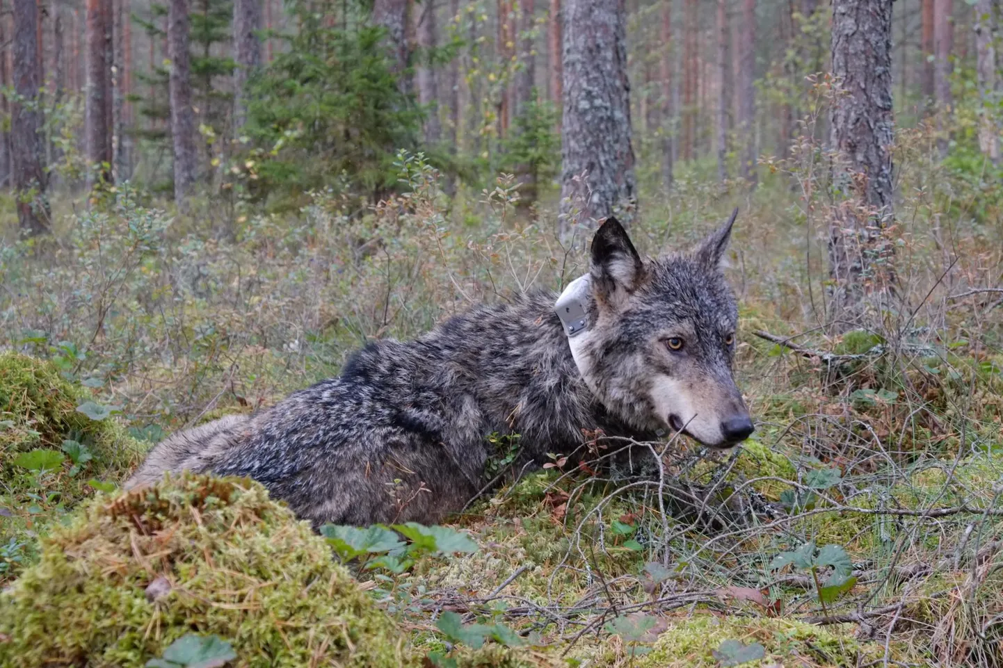 Jälgimisseadmega hunte küttida on keelatud.