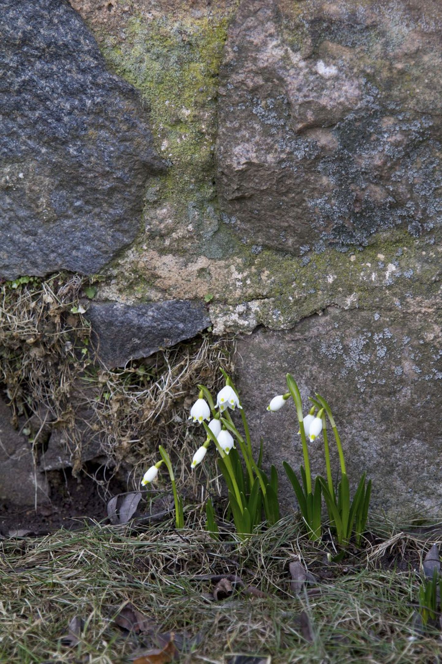 Märtsikellukesi võib leida juba nii mõnegi seina äärest ning lumeta põldudele on jõudnud kevadet kuulutavad kiivitajad.