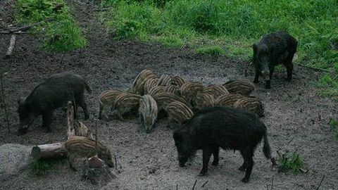 TURN ⟩ Summer wild boar hunting must be increased to control African swine fever