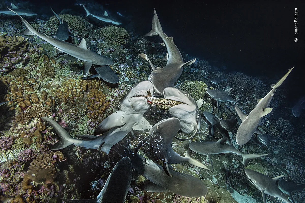 Pelēkās rifu haizivis plosa zivi Fakaravas atolā, Franču Polinēzijā.
