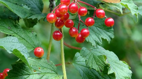 Viburnum opulus Viburnum opulus