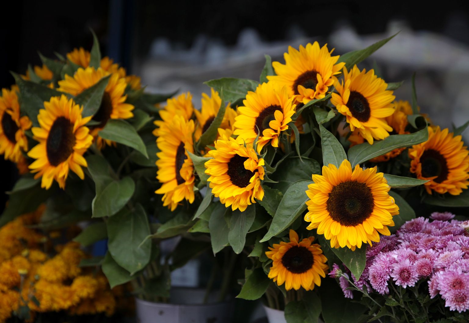 Ziedu tirdzniecība Zinību dienas rītā Āgenskalna tirgū.