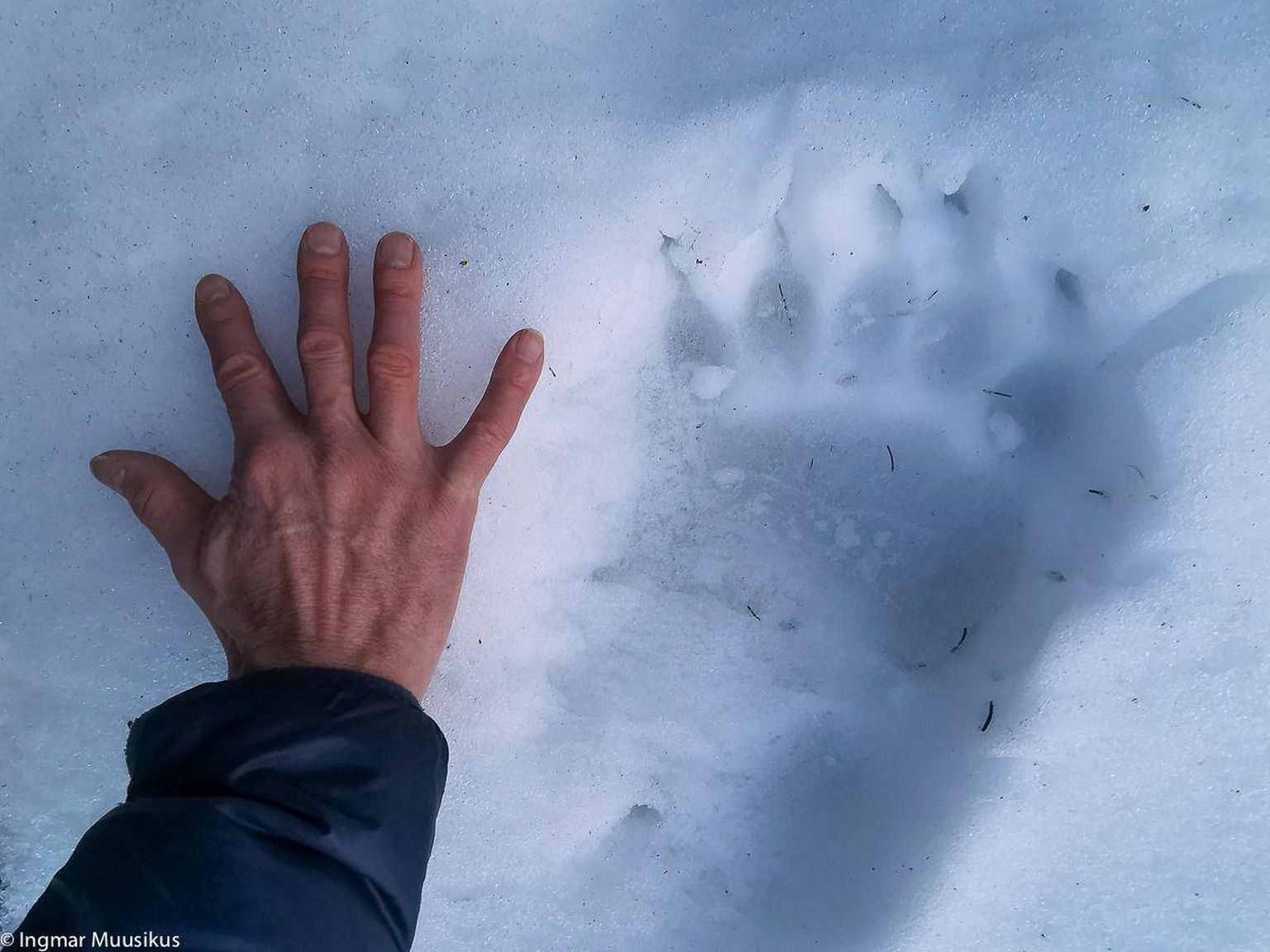 Talveunest ärganud isase karu käpajälg ja loodusfotograafi käsi.