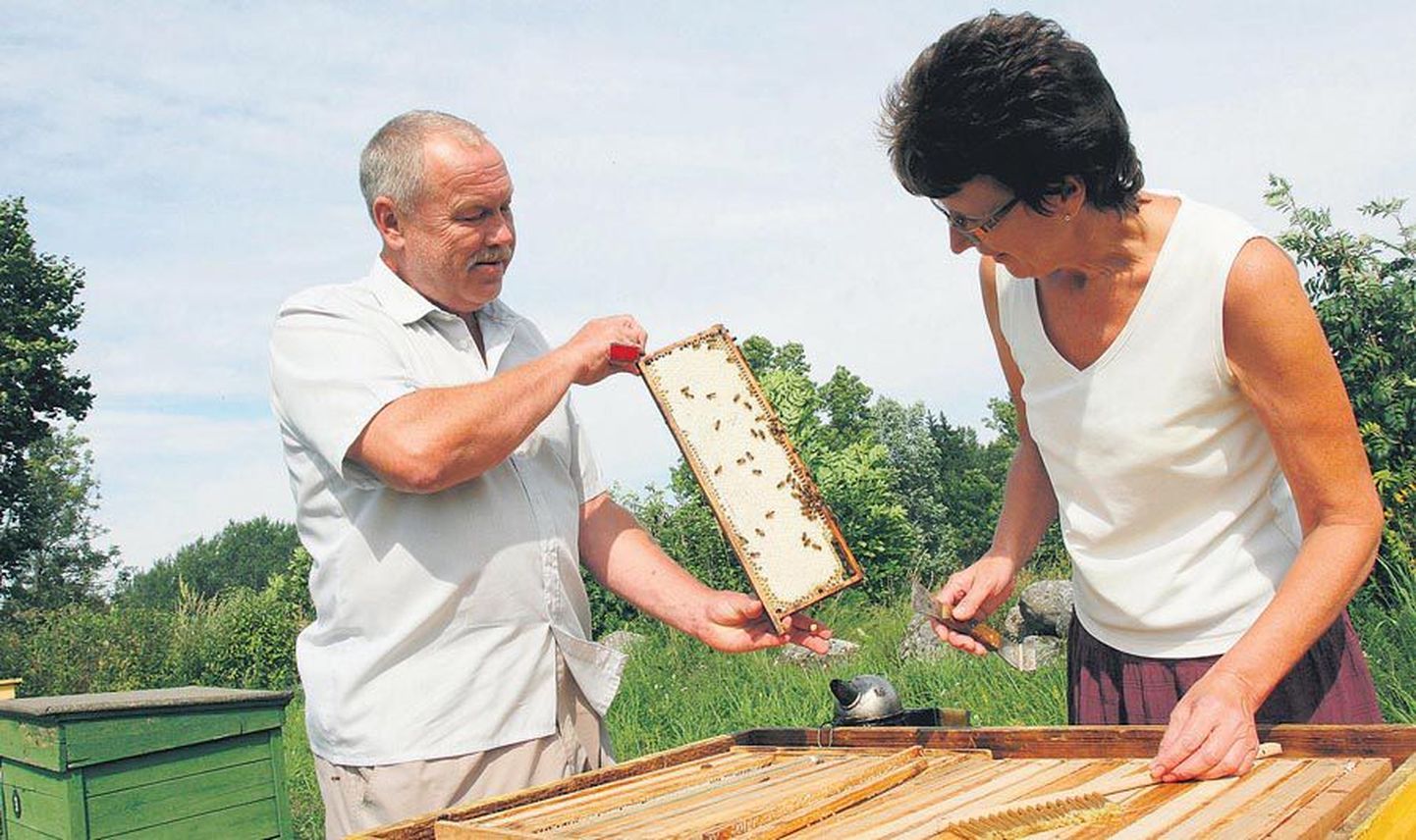 Jaak ja Marje Riis on mesilastega tegelnud lapsepõlvest peale ning juba aastakümneid oma teadmisi edasi andnud. Väga menukad on olnud nende korraldatavad hobimesinike kursused.