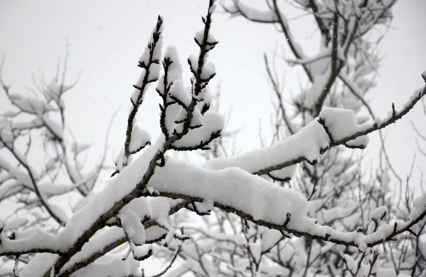 Sniega segas biezums Alūksnē pieaudzis no viena līdz 11 centimetriem, pēdējās stundas laikā uzsniguši jau seši centimetri.