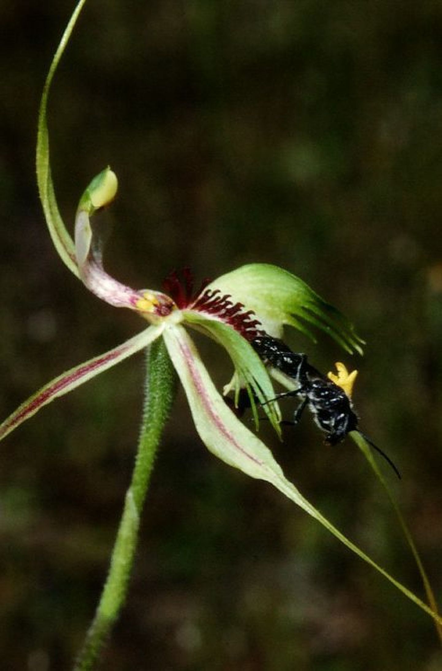 Austraalia kohalik orhideeliik kavaldab herilased üle