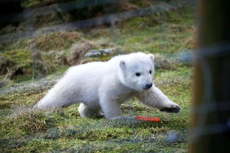 Jääkarupoeg Brodie sündis Šotimaal, Aviemore pargis.
