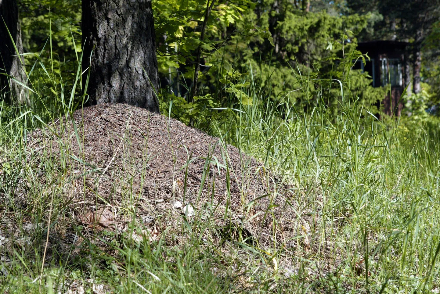 Sipelgapesa Pääsküla rabas.