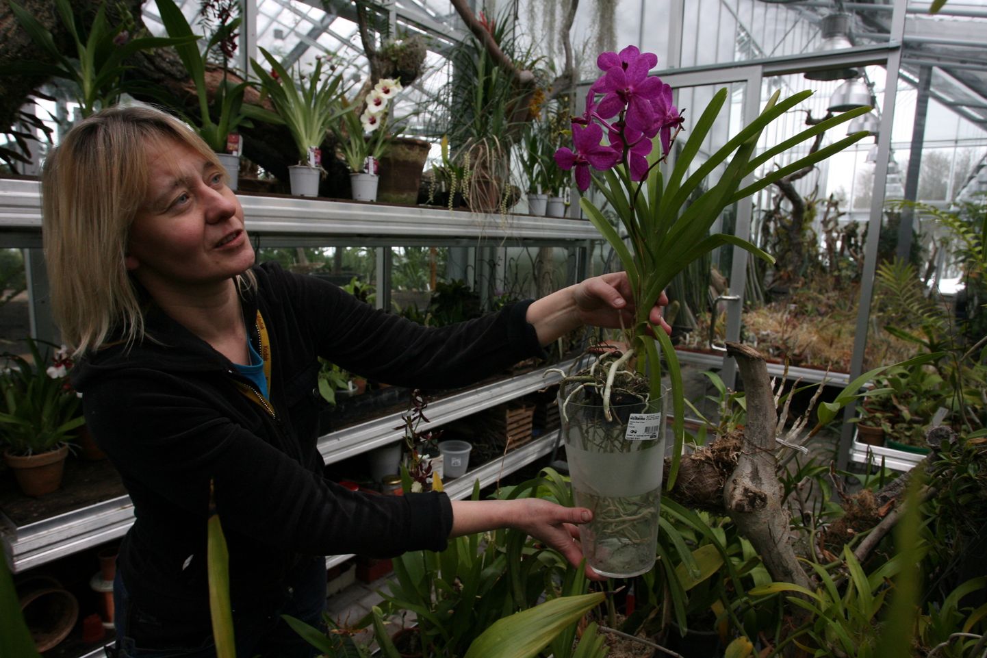 Садовник Таллиннского ботанического сада Ингрид Мягар показывает необычные орхидеи.
