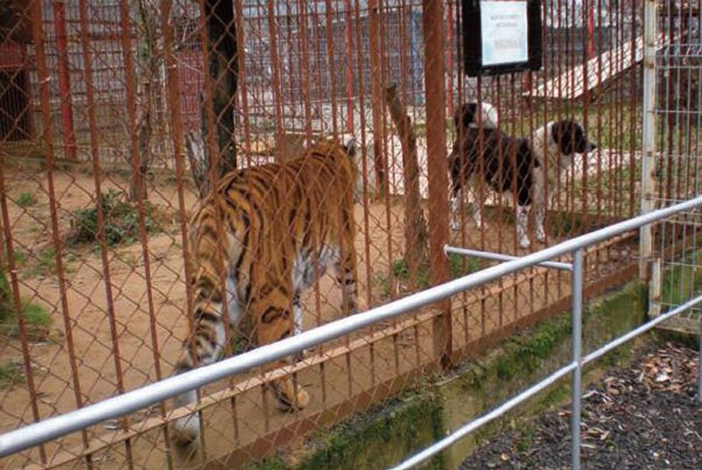 Puurinaabrid tiiger ja koer Klaipėda lähedal miniloomaaias. Raporti sõnul paistsid mõlemad loomad olukorraga harjunud olevat, kuid selle haridusväärtus külastajatele on küsitav.