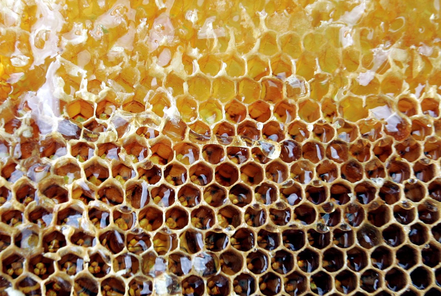 Üks põhilisi hatsade toiduallikaid on mesi.