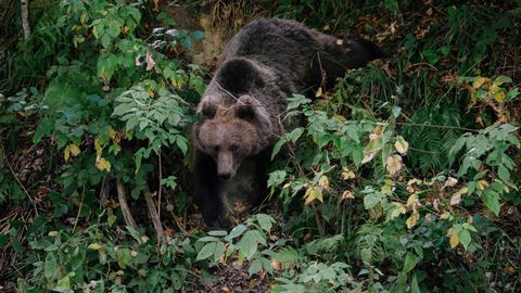 PROBLEEMSED MESIKÄPAD ⟩ Rumeenia lubab matkaja surma järel küttida pea 500 karu