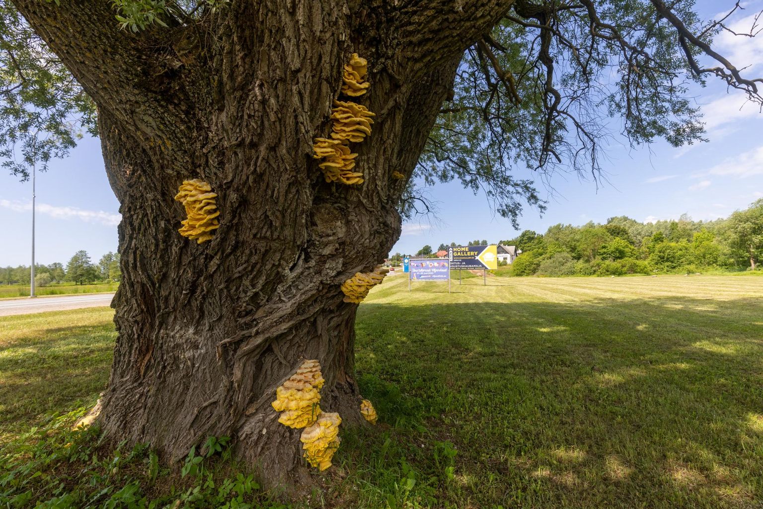 Ilmast olenevalt hakkavad vääveltorikud kasvama mai lõpus või juuni alguses.
