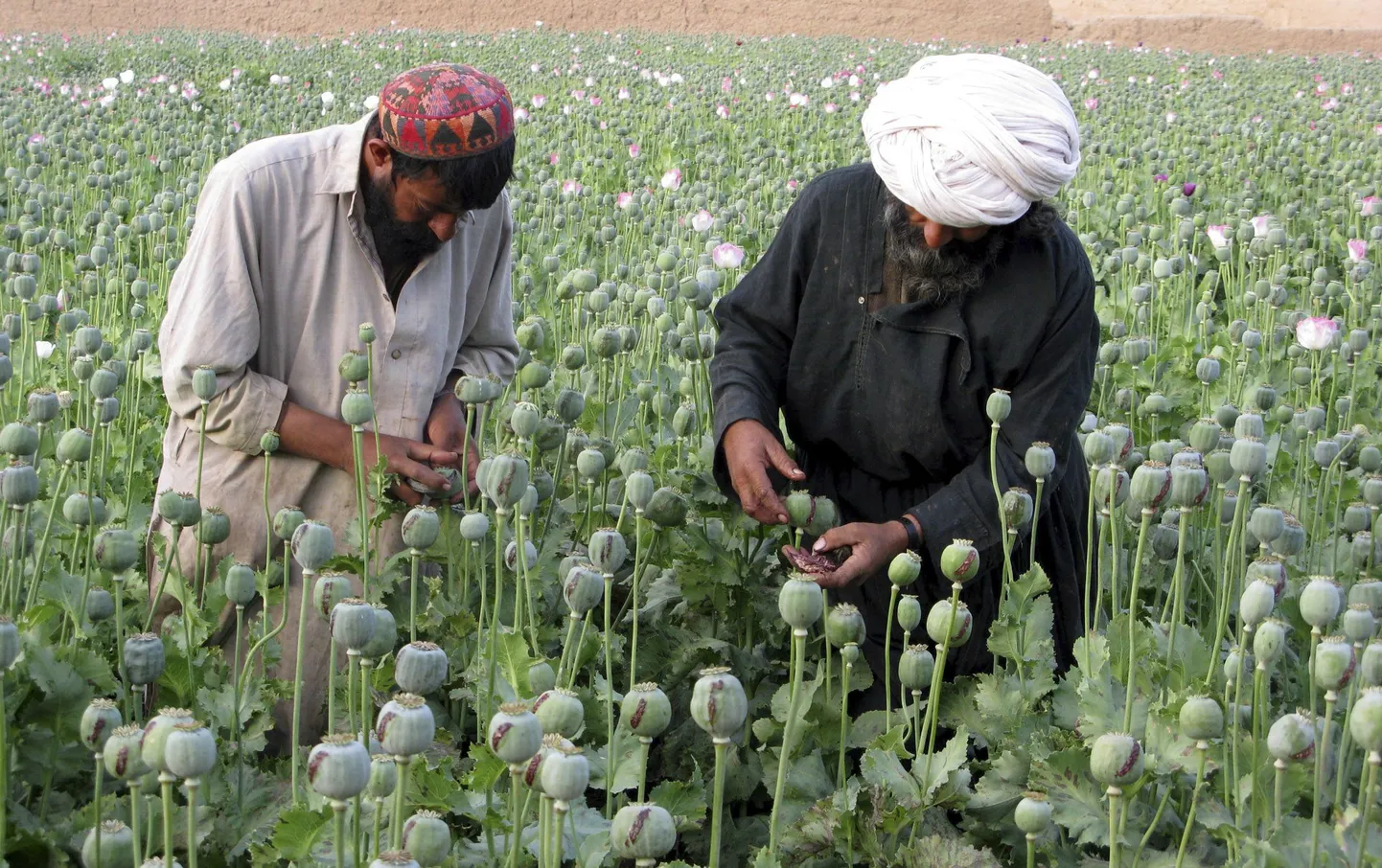 Afganistanis kasvatatakse valdavalt mooni, kuid on ka maisipõlde.