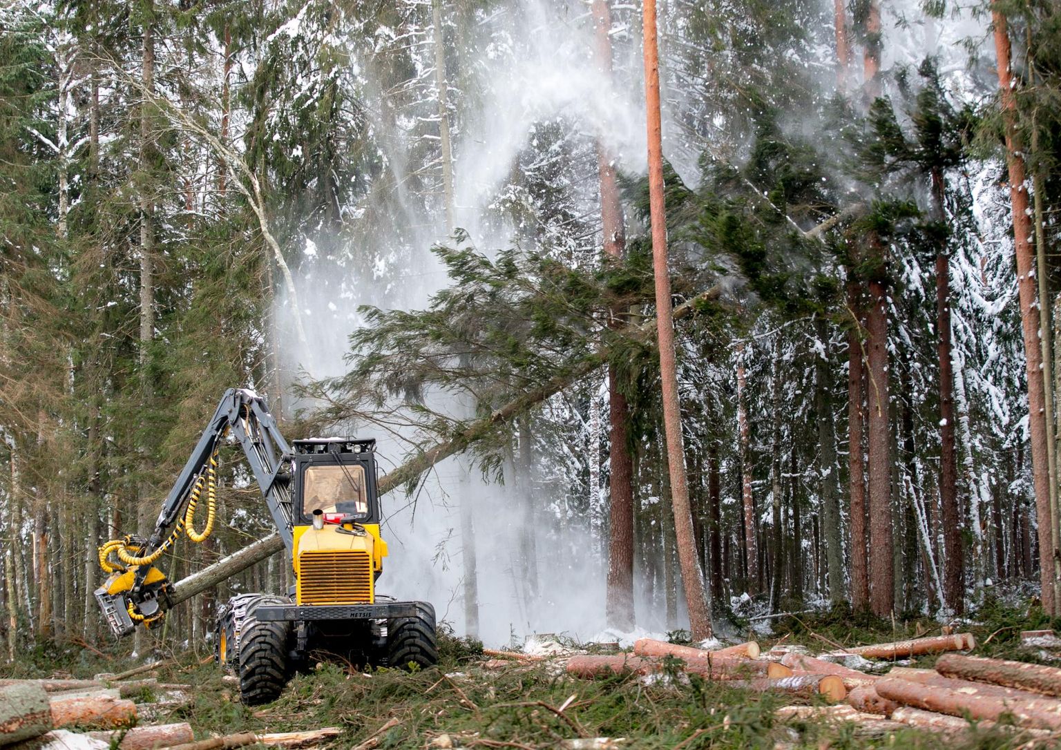 Kuna üraskikahjuga kuusepuud on vaja kiiresti maha võtta, on puiduturg üle uputatud odavast palgist. FOTO: Urmas Luik
