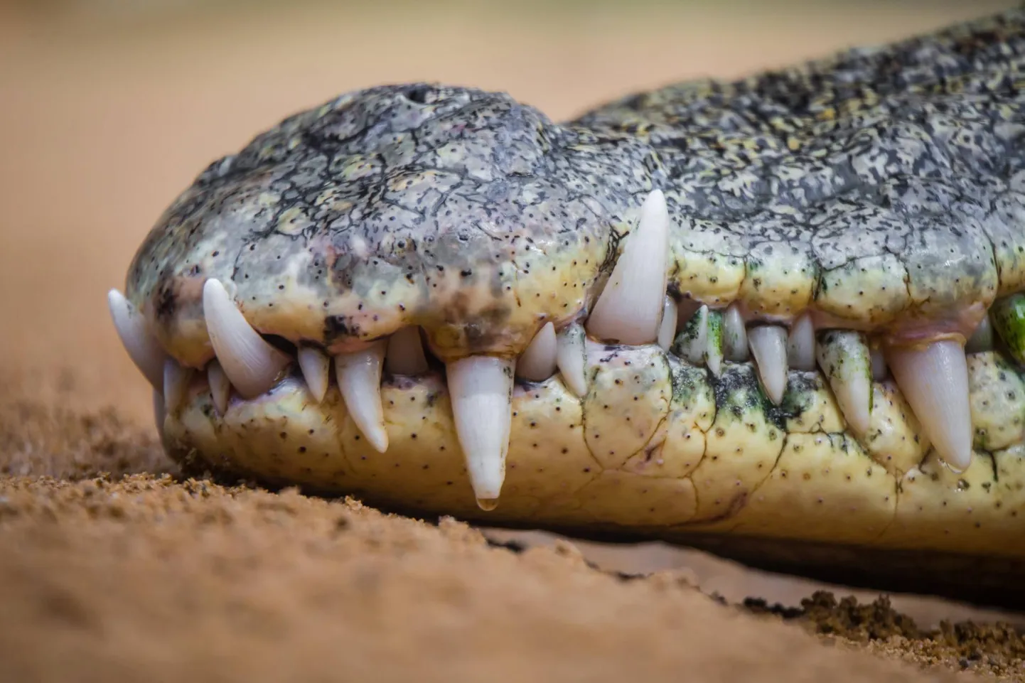 Kärpekrokodill (Crocodylus niloticus)