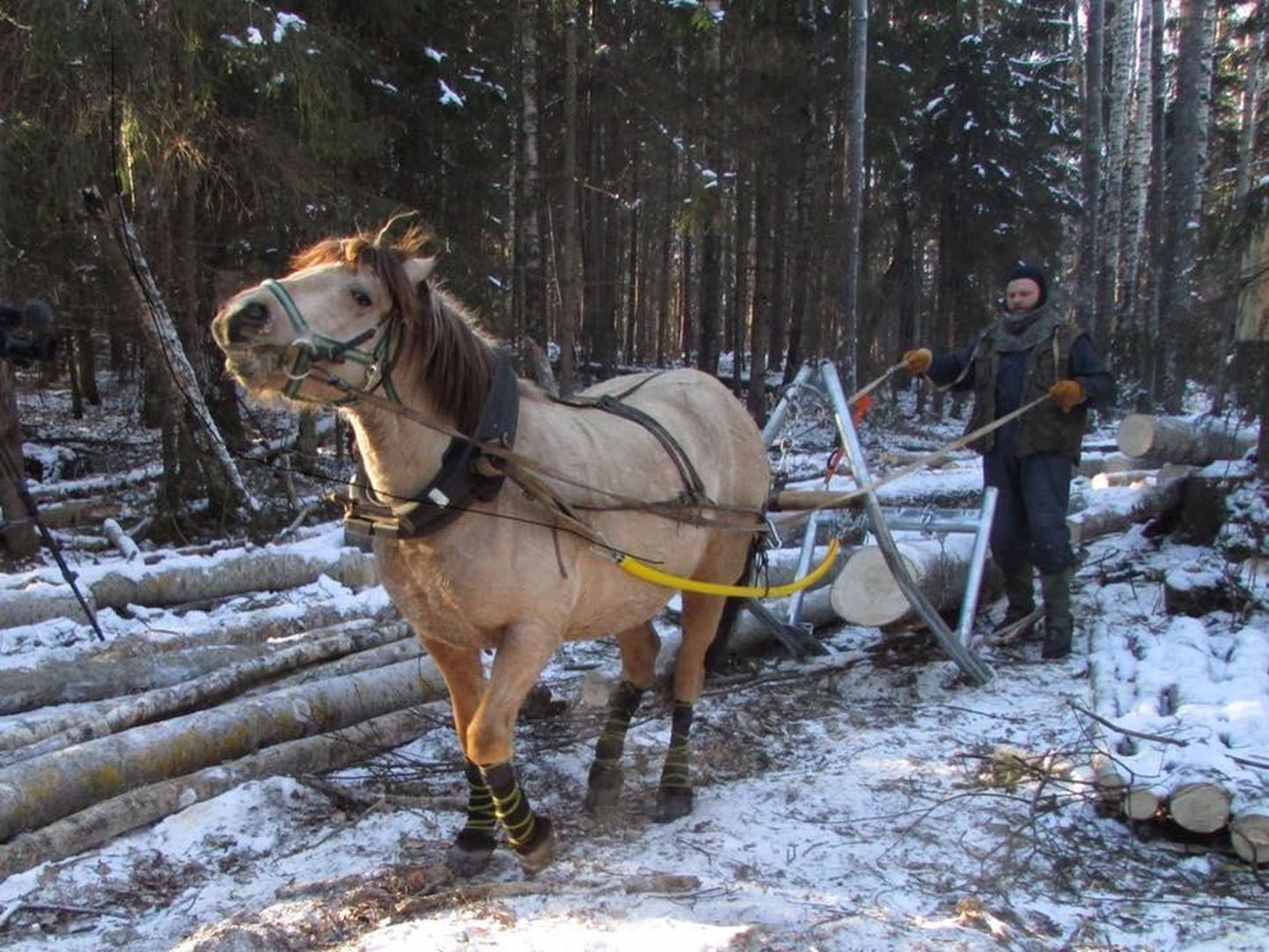 Uuel aastal hakkavad Tääksis hobused metsatööd tegema.