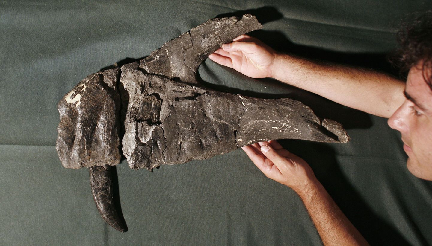 Paleontoloog näitamas osa leitud hiidsisaliku fossiilist