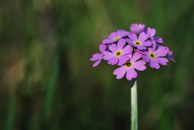 Bezdelīgactiņa (Primula farinosa).