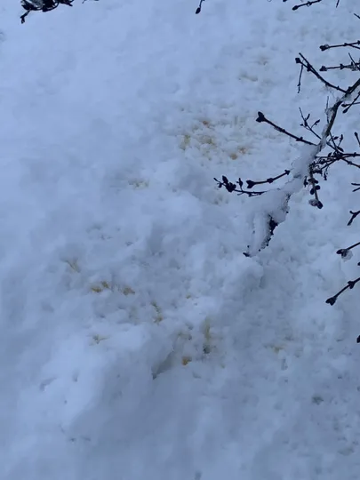 Paavlipäevast hakkasid põõsad pissima.