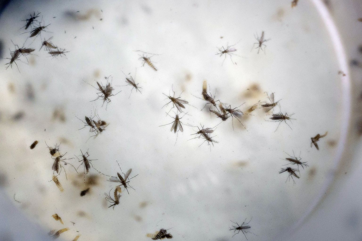 Zika viirust kannavad emased moskiitod.