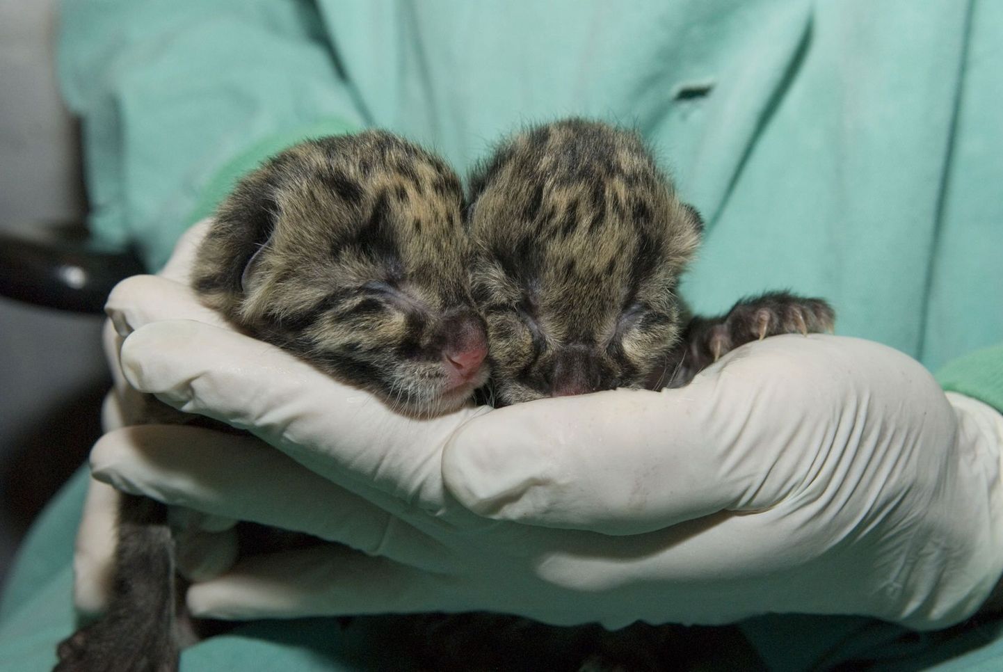 USA loomaaias sündisid haruldased pantrikud.