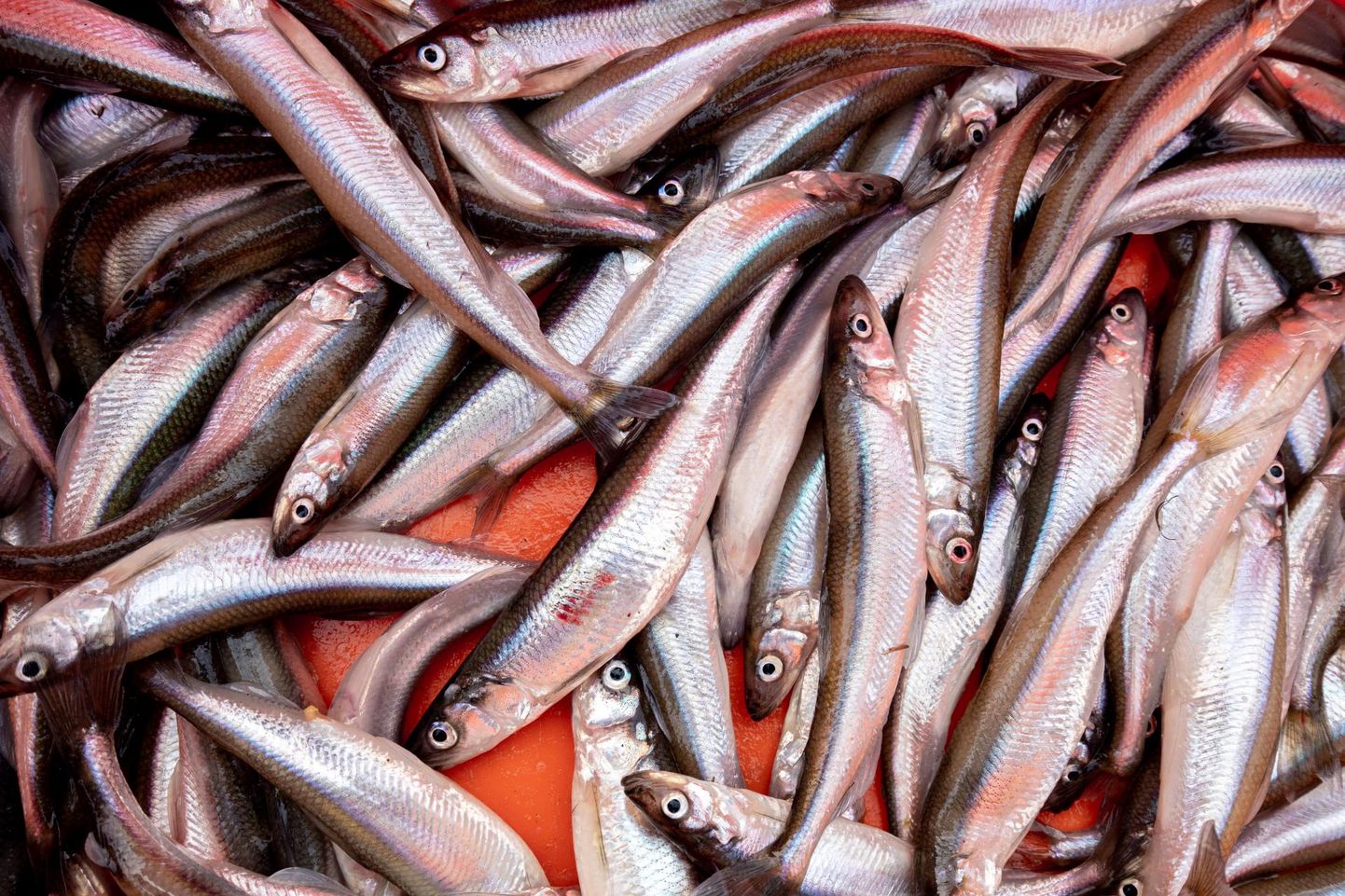 Toidukaupadest kallines möödunud aasta aprilliga võrreldes juunikuus kõige enam, 16,3 protsenti värske kala hind.