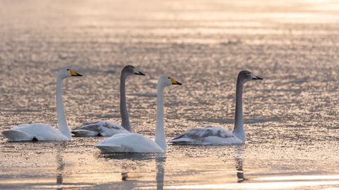 Vabatahtlikud aitavad Eesti looduse seiret