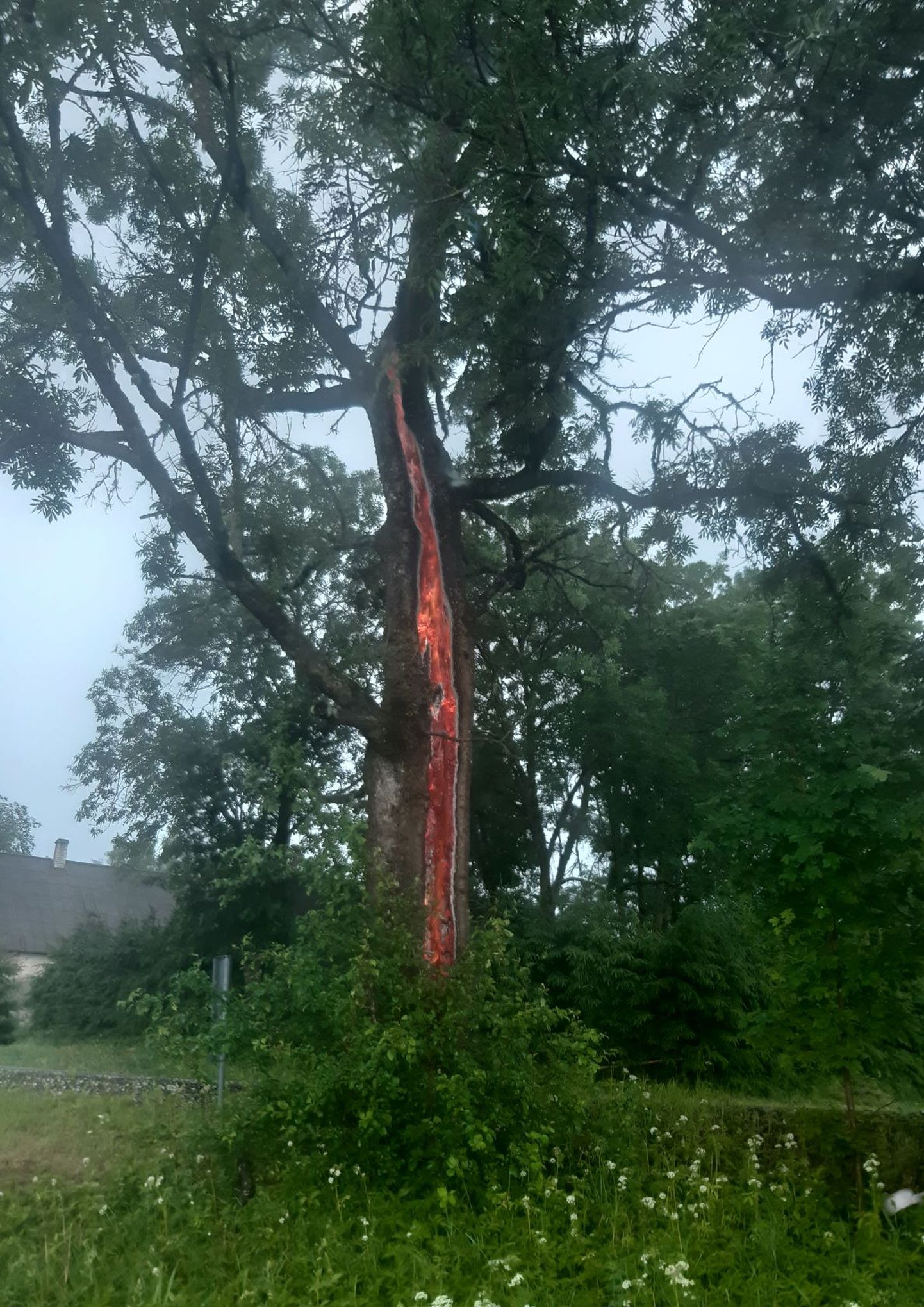 Спасатели потушили дерево, в которое ударила молния.