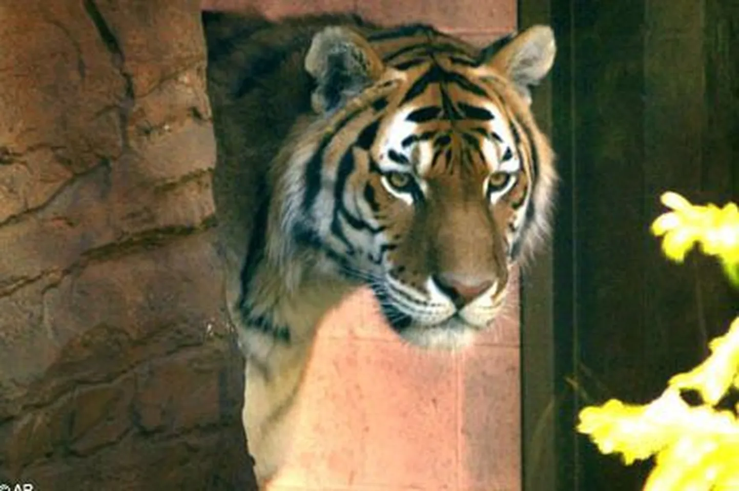Häbelik tiiger ei julge pesast välja tulla