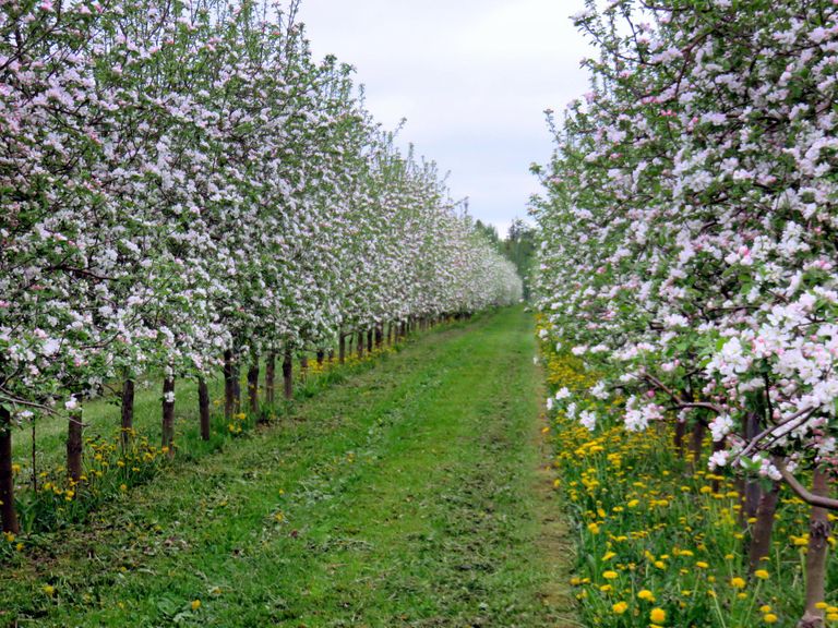 Juunikuu alguses saab Räpinas nautida valgeroosat õiemerd, sel aastal paar nädalat hiljem kui tavaliselt.