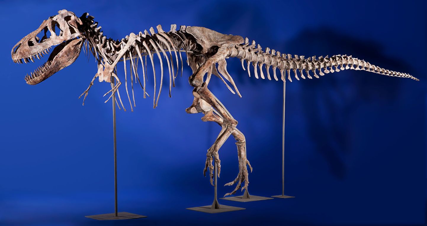Türannosaurus bataari peaaegu täielik skelett, millel on olemas 75 protsenti luudest.